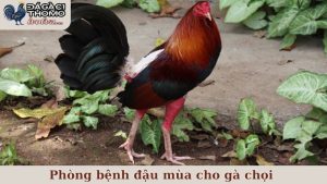 phòng bệnh đậu mùa cho gà chọi