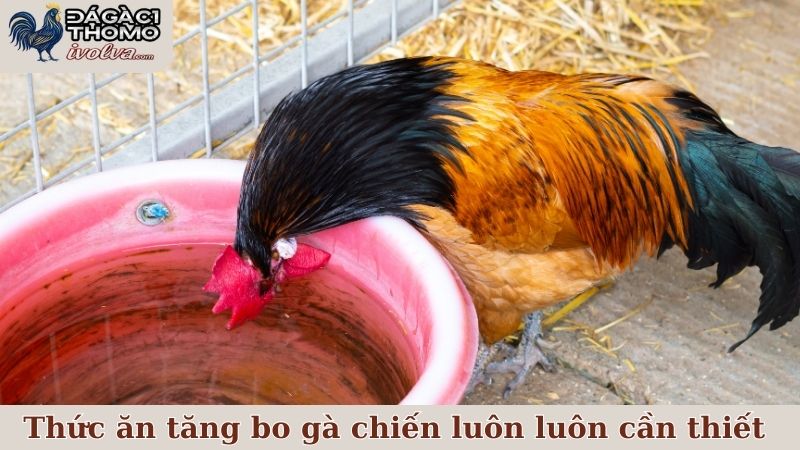 Thức ăn tăng bo gà chiến luôn luôn cần thiết với mọi sư kê