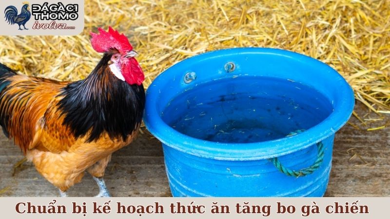 Những yếu tố cần chuẩn bị trong kế hoạch thức ăn tăng bo gà chiến