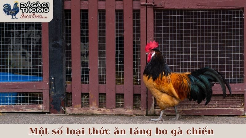 Một số loại thức ăn tăng bo gà chiến được nhiều sư kê ưa thích hiện nay