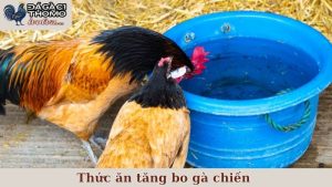 thức ăn tăng bo gà chiến