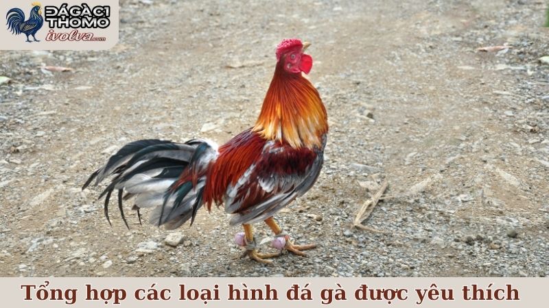 Tổng hợp các loại hình đá gà được yêu thích hàng đầu tại ĐÁ GÀ C1