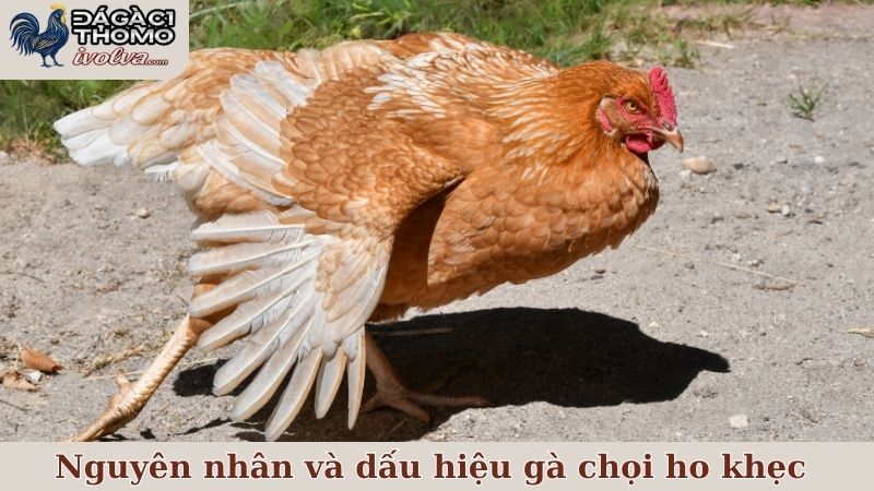 Nguyên nhân và dấu hiệu khi nào cần điều trị gà chọi ho khẹc khó thở