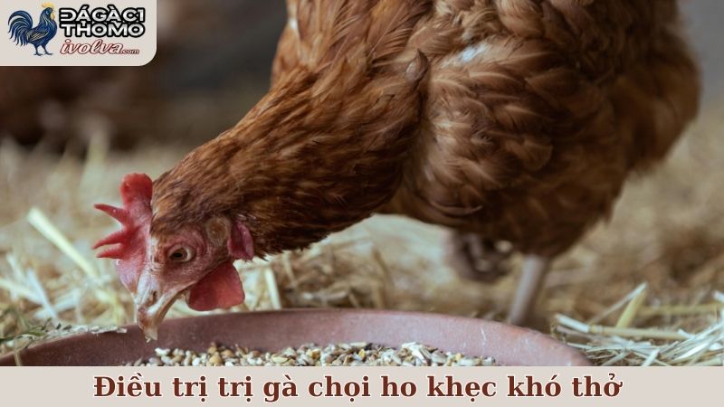 Một số phương pháp điều trị trị gà chọi ho khẹc khó thở hay