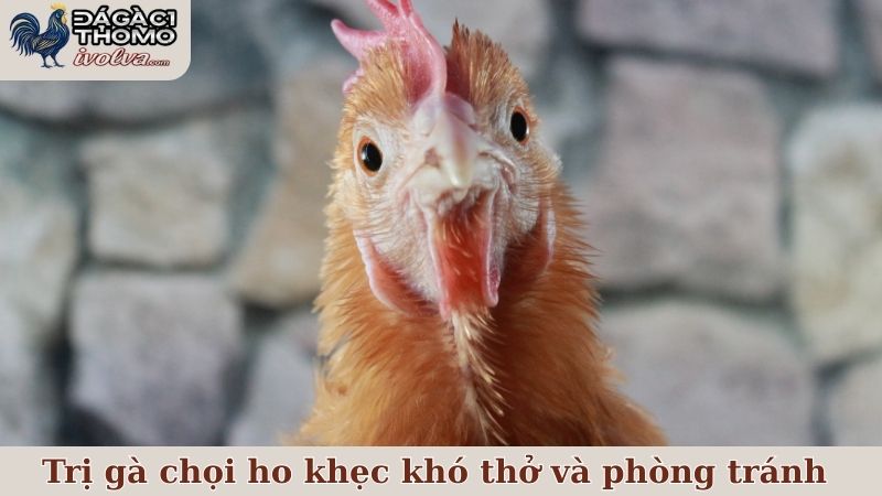 Trị gà chọi ho khẹc khó thở và phòng tránh bệnh tái phát