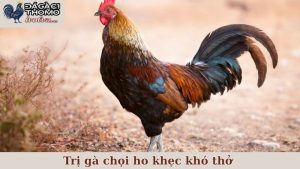 trị gà chọi ho khẹc khó thở