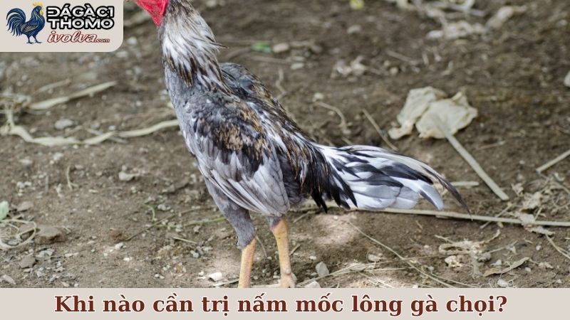 Dấu hiệu nhận biết khi nào cần trị nấm mốc lông gà chọi