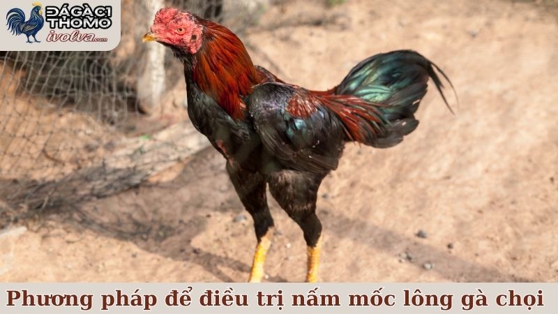 Một số phương pháp hay để điều trị nấm mốc lông gà chọi