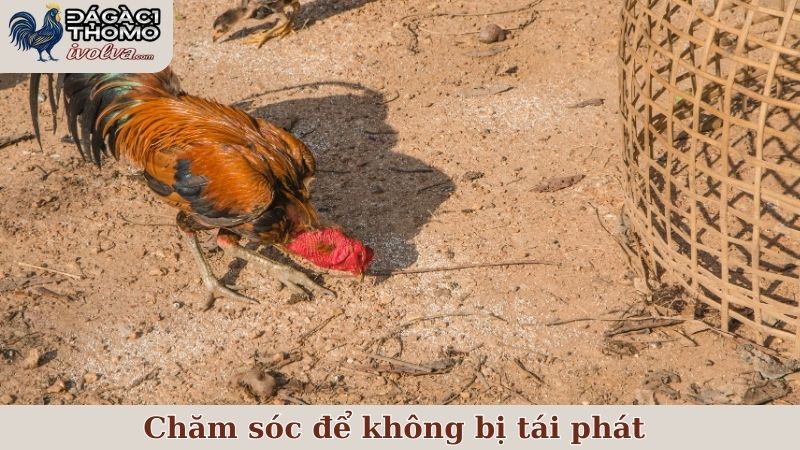 Chăm sóc để không bị tái phát sau khi trị nấm mốc lông gà chọi
