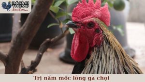trị nấm mốc lông gà chọi